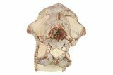 Fossil Oreodont (Merycoidodon) Skull - South Dakota #263495-5